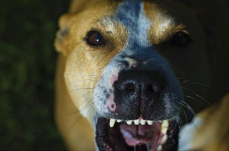 Dog showing its teeth
